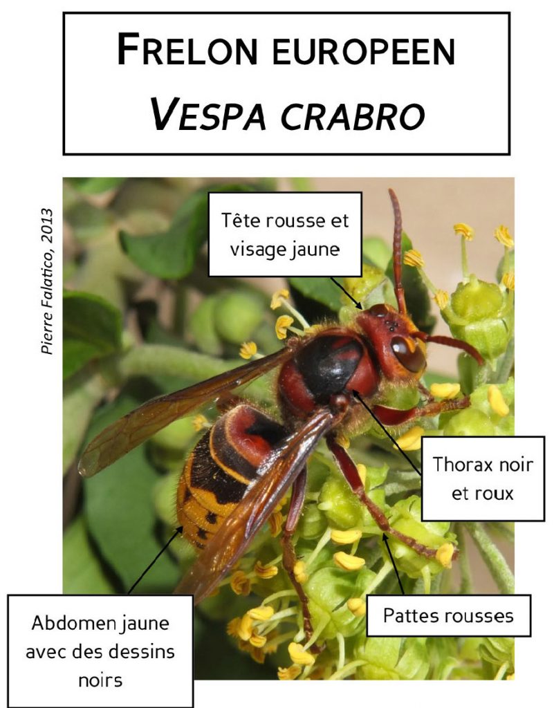 Le frelon européen, ou « vespa crabo », ressemble à une grosse guêpe. On le reconnaît facilement avec son abdomen jaune, strié de noir. La tête et le thorax sont plutôt roux et les pattes sont brunes. 
